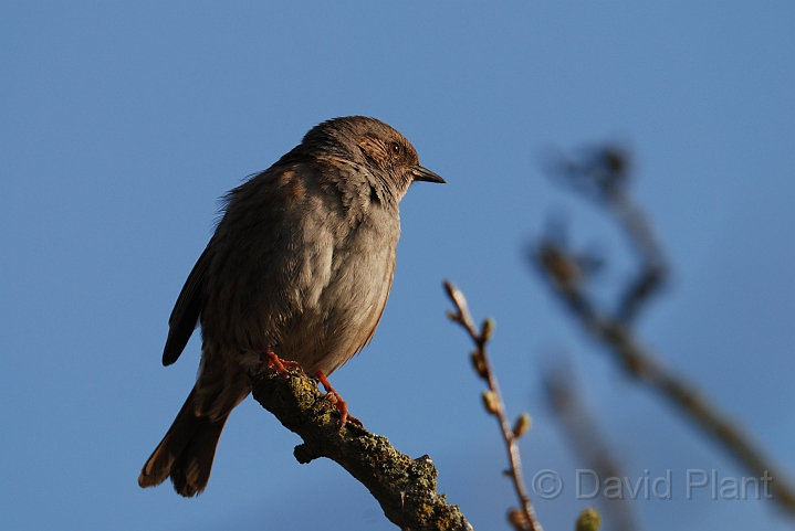 Dunnock - D.jpg - Dunnock - Cambridgeshire